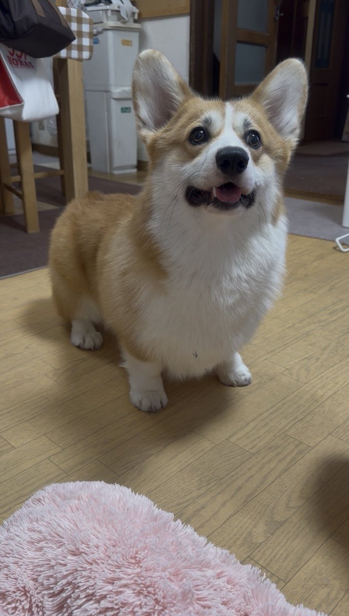 こなつ＆りく tweet media