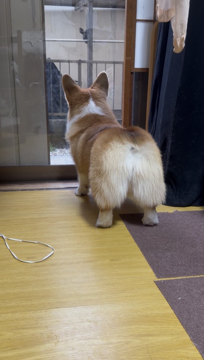 こなつ＆りく tweet media