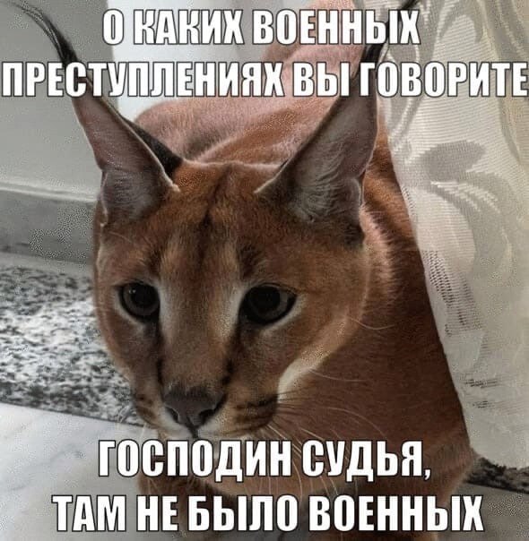 господин петровский tweet media