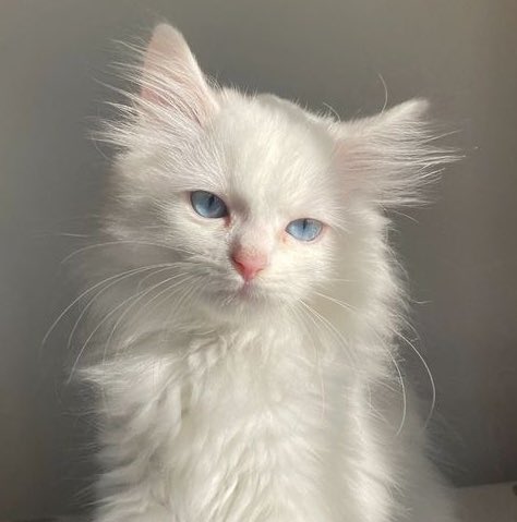 dimplesan (@sannasws) on Twitter photo 