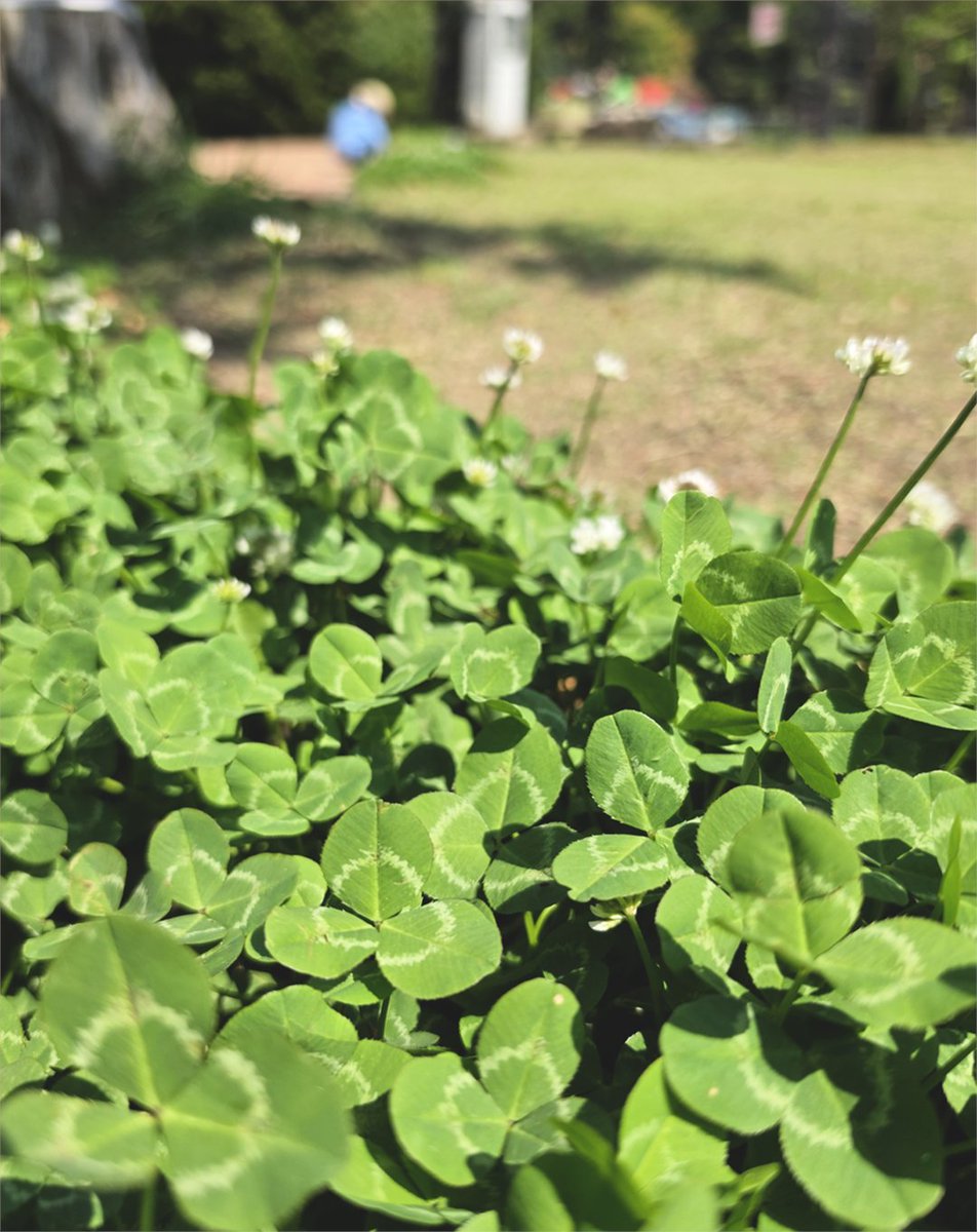 Snapdragon_JPN's tweet image. 今日は #四つ葉の日 🍀 
あなたにたくさんの幸運が訪れますように☺️

#ShotOnSnapdragon をつけて、
あなたの四つ葉ショットをシェアしてください📸