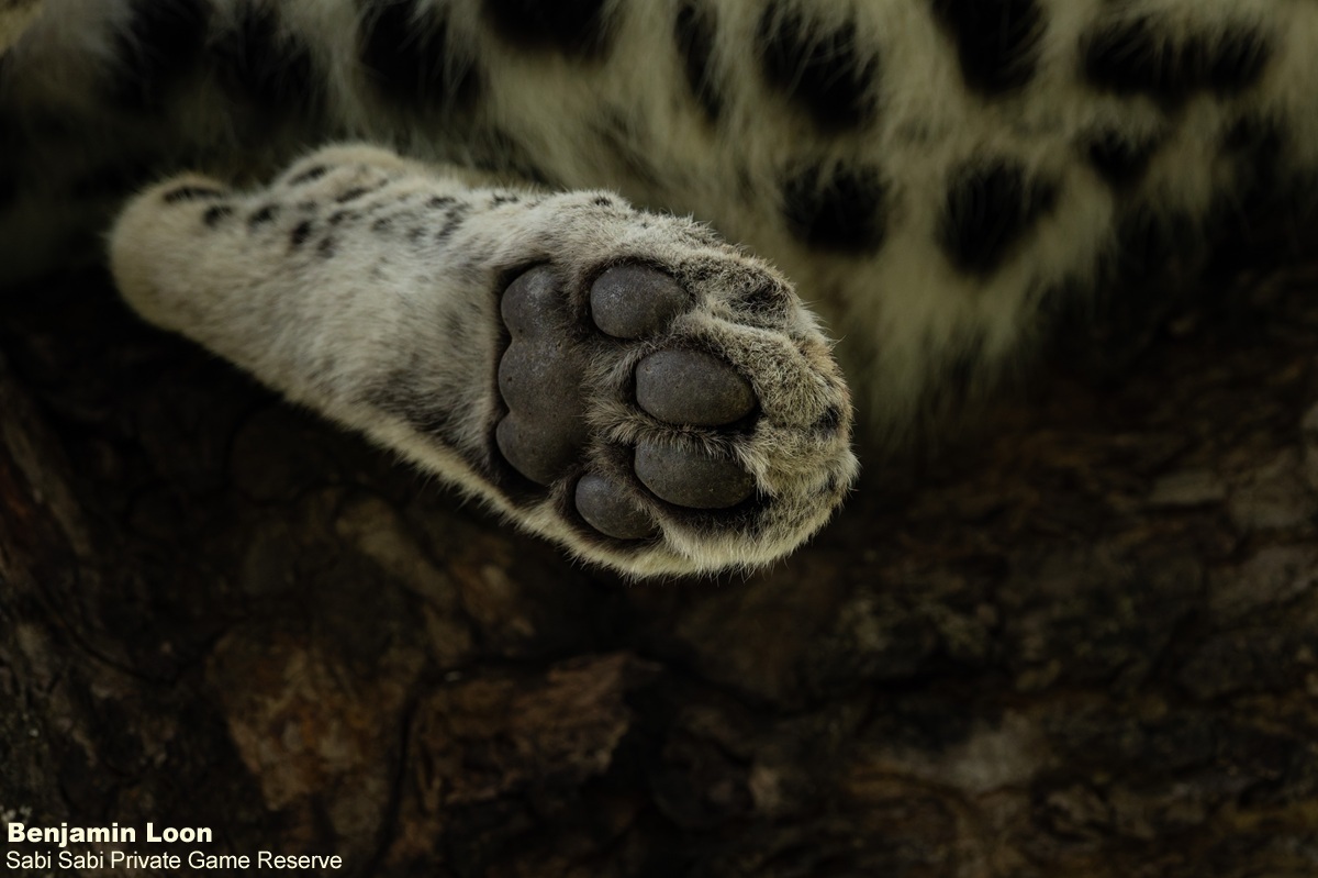 SabiSabiReserve's tweet image. Golonyi gave us the perfect view, resting in a Marula tree near #EarthLodge, shifting positions and soaking in her surroundings. After a while, she gracefully descended and slipped back into the bush. An unforgettable sighting of a truly regal animal. #leopard #safari #wildlife