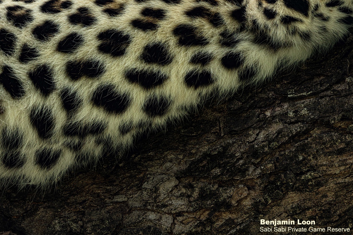 SabiSabiReserve's tweet image. Golonyi gave us the perfect view, resting in a Marula tree near #EarthLodge, shifting positions and soaking in her surroundings. After a while, she gracefully descended and slipped back into the bush. An unforgettable sighting of a truly regal animal. #leopard #safari #wildlife