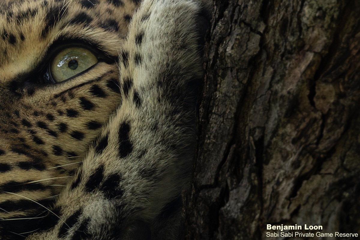 SabiSabiReserve's tweet image. Golonyi gave us the perfect view, resting in a Marula tree near #EarthLodge, shifting positions and soaking in her surroundings. After a while, she gracefully descended and slipped back into the bush. An unforgettable sighting of a truly regal animal. #leopard #safari #wildlife