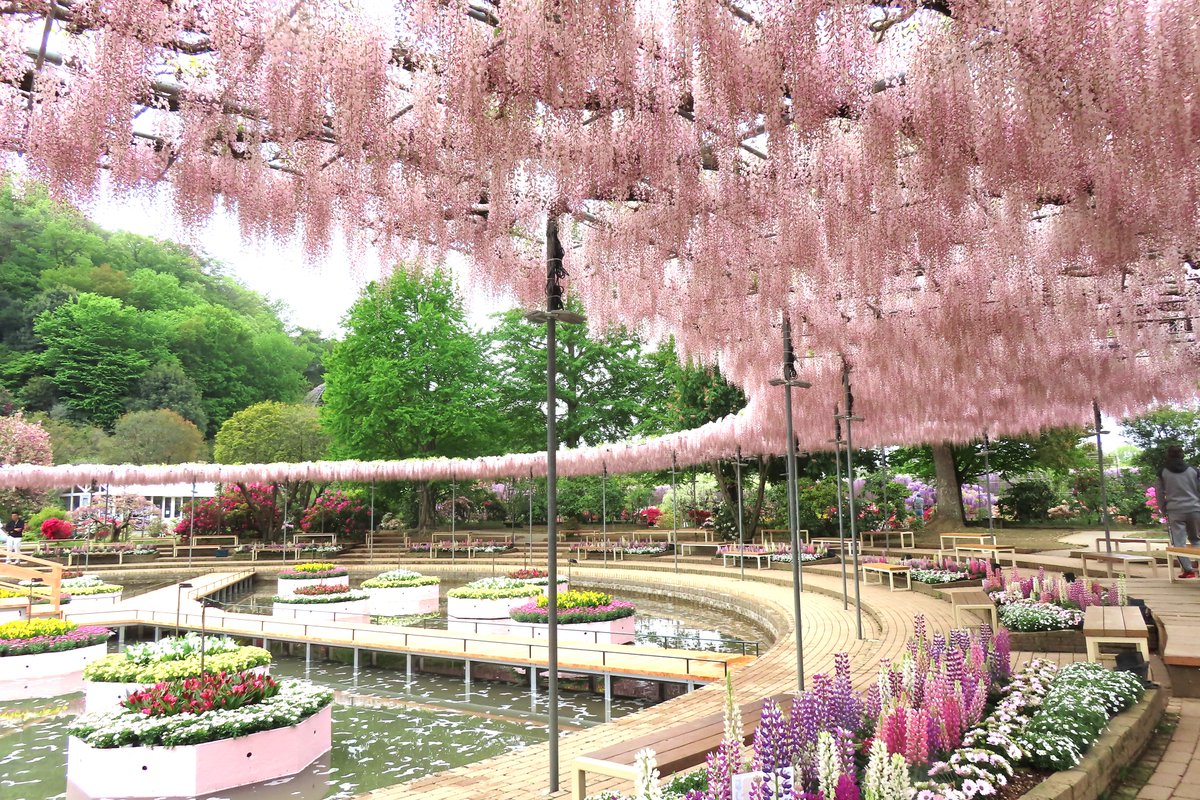 あしかがフラワーパーク【公式】 tweet media