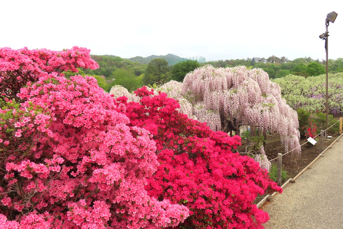 あしかがフラワーパーク【公式】 tweet media