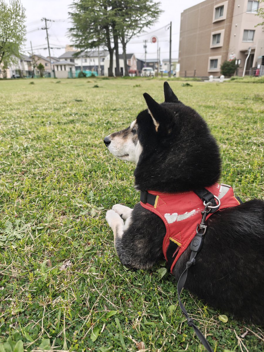 こっけん（こっけん🐶まる） tweet media