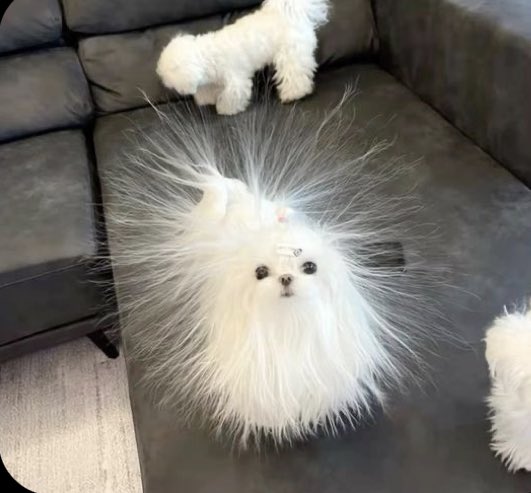 Lonia Szczypopasku tweet media