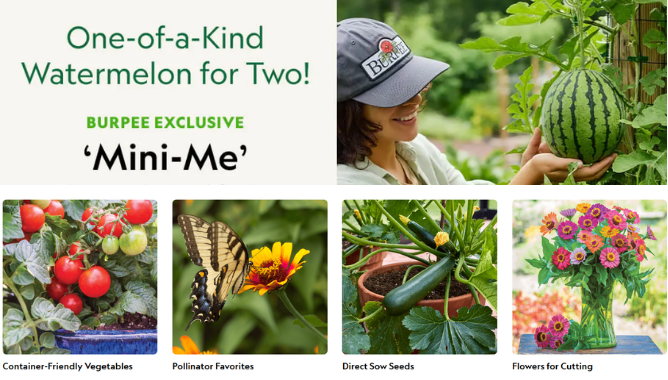 talius's tweet image. Get planting with Burpee new Spring deals - fruit, vegetables, flowers etc at Burpee! 
Get 20% Off All Plants with #code on site and Save 10% on your first Burpee purchase with #promo code couponinfoweb.com/burpee-deals/