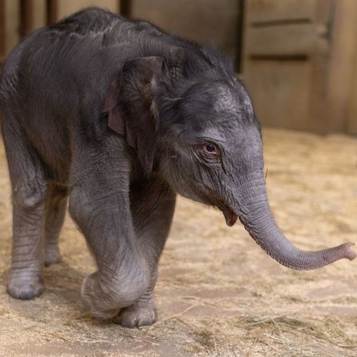 WashTimes's tweet photo. Linh Mai started making her first appearances for paying members of the zoo Wednesday, and will continue the limited appearances through Sunday.

https://t.co/aLAv0c6NMA https://t.co/pXLsMbJMo8