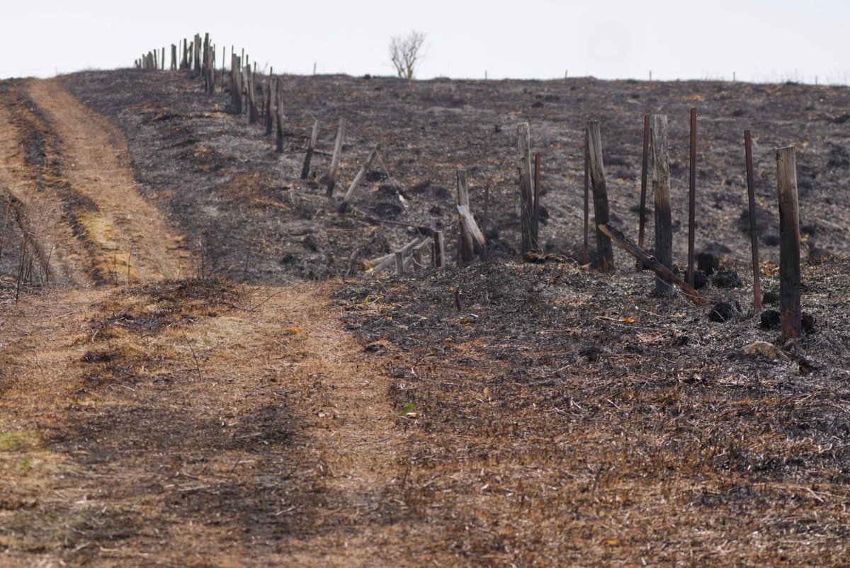 根室市林野火災はやっと鎮火しましたが、
よく鳥を見に行く場所が焼け野原になってしまいました。