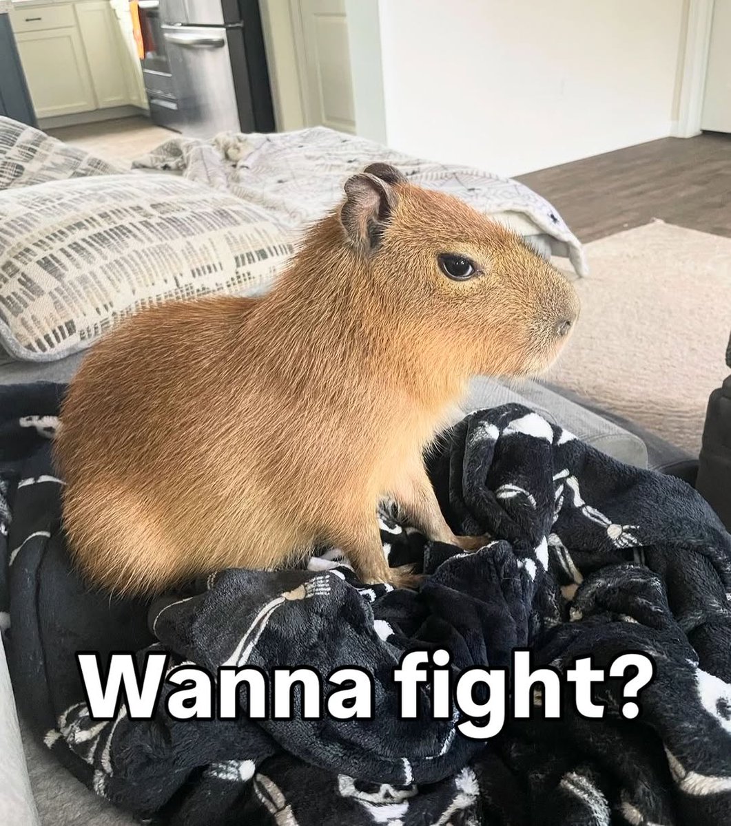 capybara owner tweet media