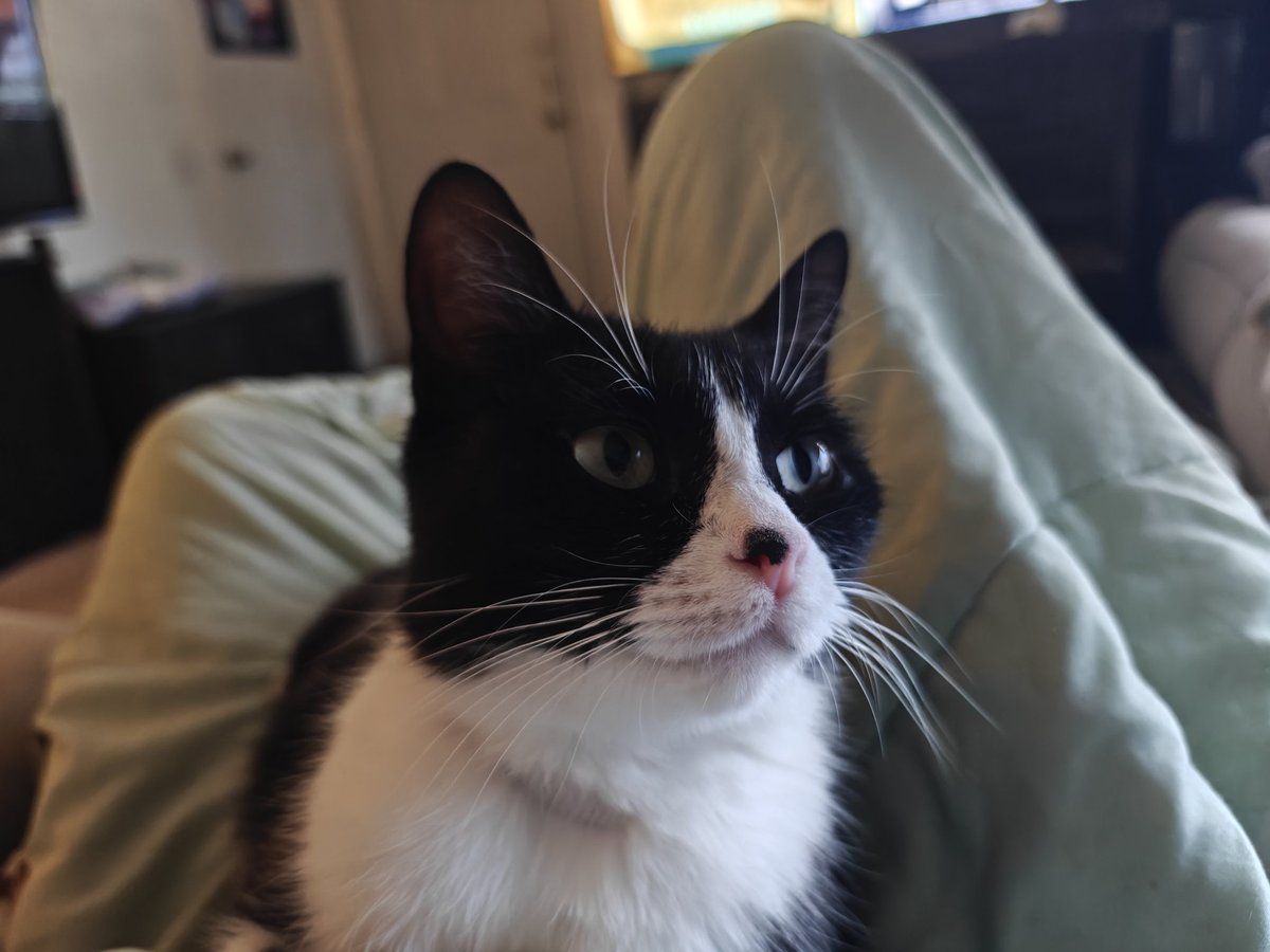 Leaf Simp tweet media