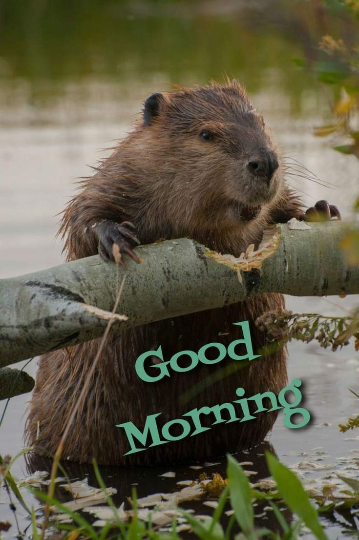 Bad Beavers tweet media