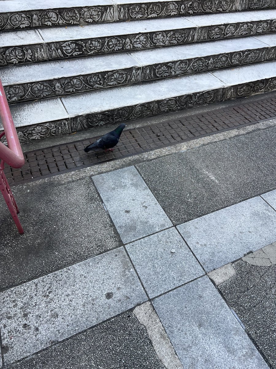 凡Ｂ🌞（ぼんびー / ぼんちゃん） tweet media