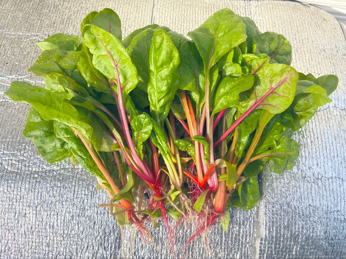 SHIMA🍉UberライダーBLACK RX🐸🚀🥫 tweet media