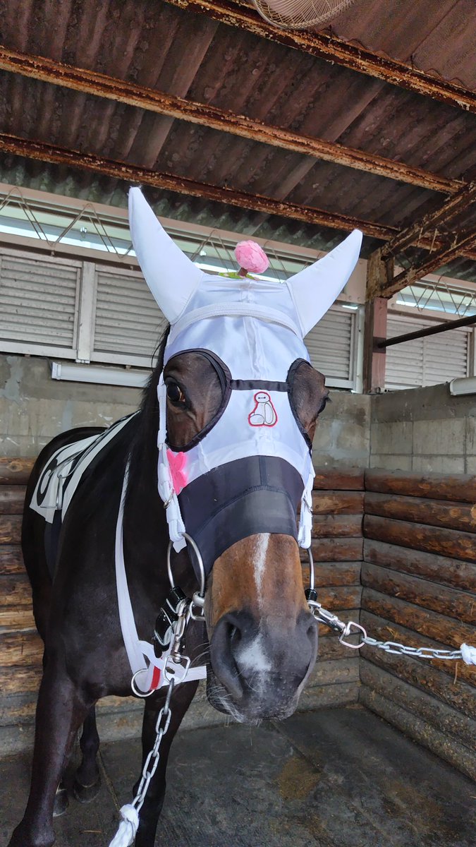 shin92612's tweet photo. 来週２０日(月)浦和競馬４Ｒ

🐴バララララララ

VS

🐴スモモモモモモモモ

(🐴タイシタモンダロもw)

実況泣かせ対決再び‼️
🐴バララララララにとってはリベンジ戦となります‼️ https://t.co/rHjG3grfTV