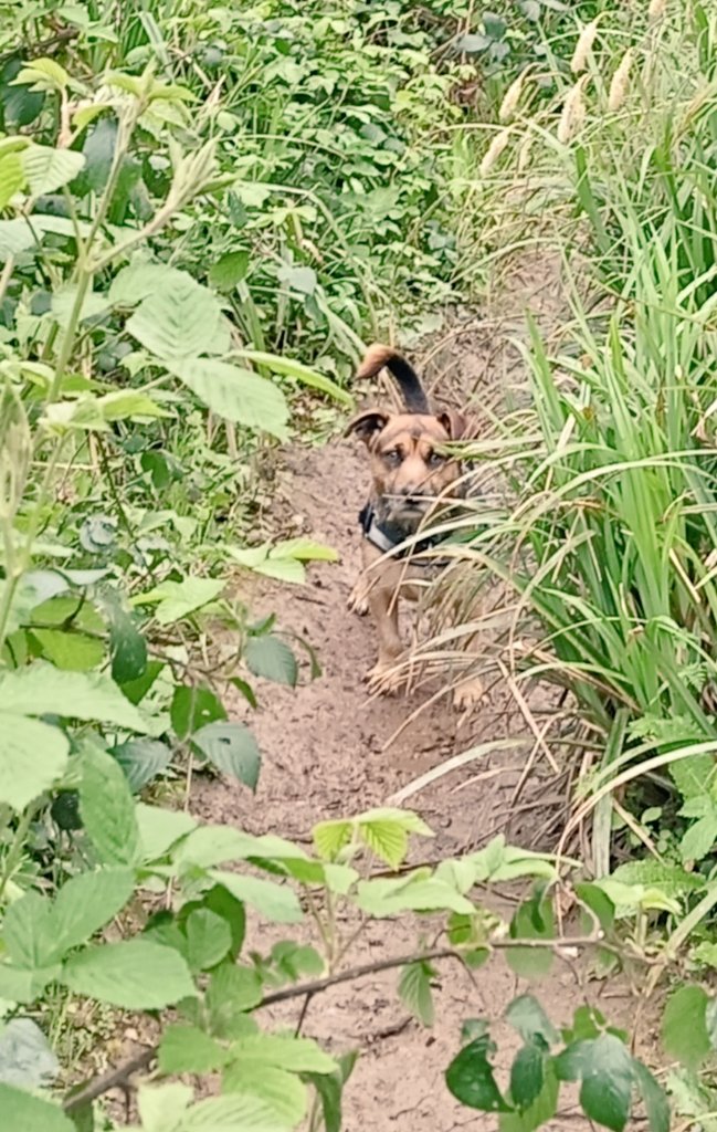 prouddevonian's tweet image. The Dug waiting for me to catch up before leading the way again on our exploration yesterday #DopeyDug #BestMate