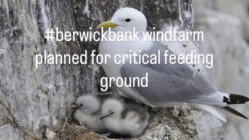 ForthWildlife's tweet photo. Thousands of endangered birds at risk. Developers view is ‘it’s just a bird’. Wrong location for worlds largest windfarm. https://t.co/GfuAbcHP5d