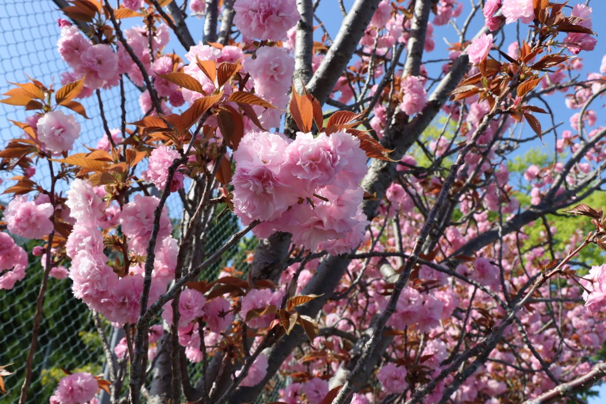 福井県立大学 tweet media