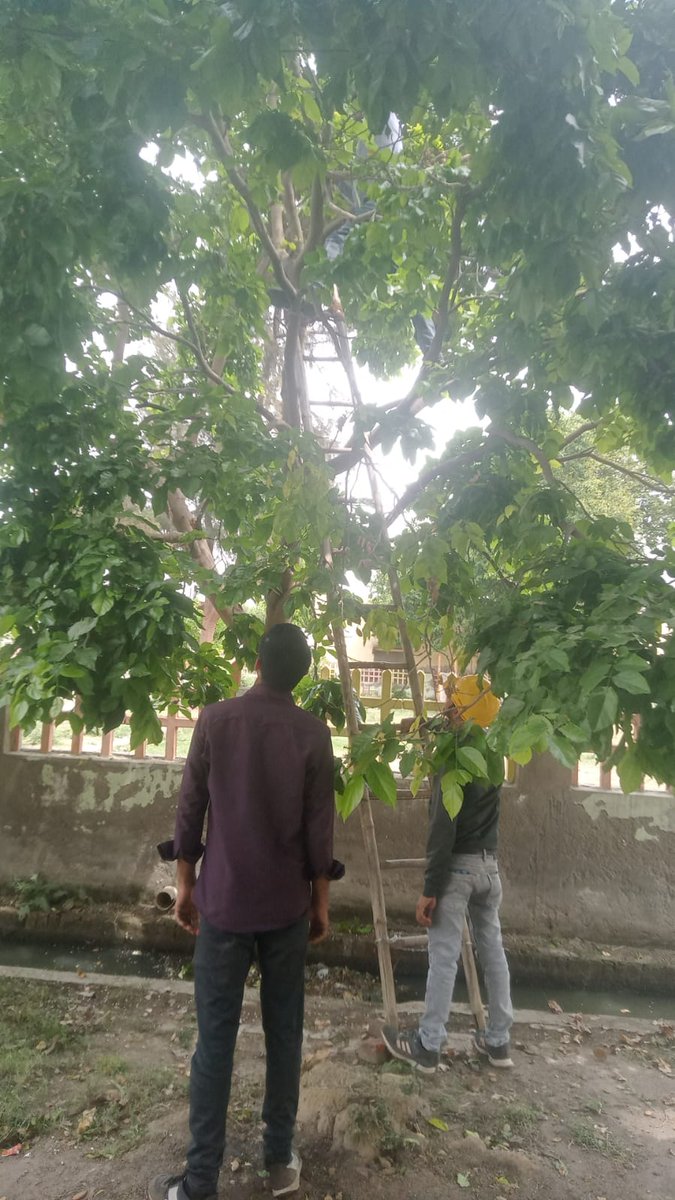 JE(Tech.)11 KV/LT LINE RAJIV BHAVAN MATHURA tweet media