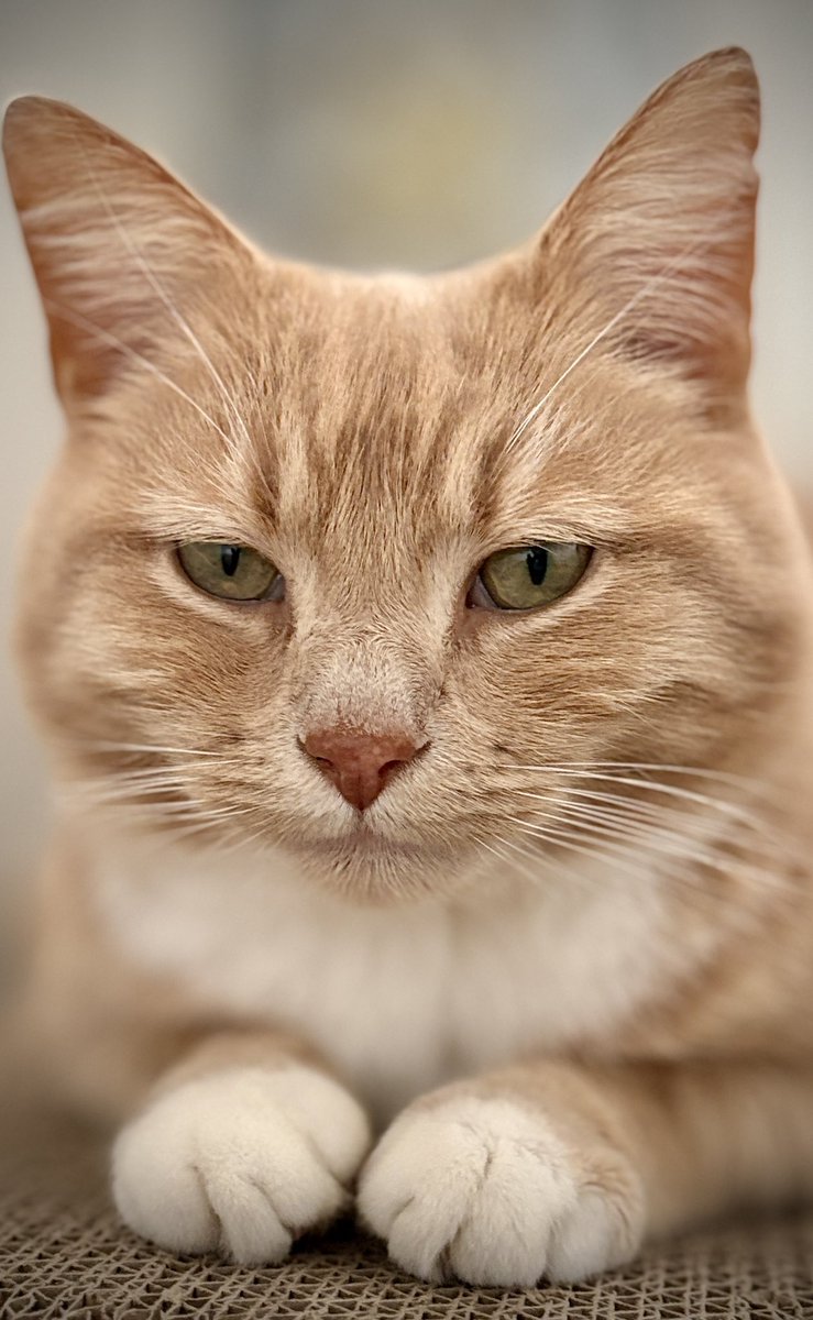erics_escapades's tweet image. Good morning pals , I’ve had an early start this morning and managed to squeeze in a quick 5 minute scratch on my scratcher, obviously can’t do anything alone, Dad was in my face taking photos . Hope you all have a lovely Friday 😸🧡 #adoptdontshop #rescuecat #friday