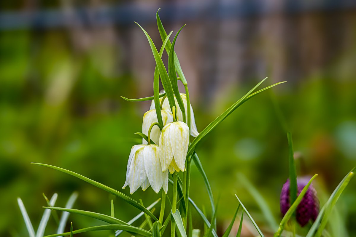 dinobreezy's tweet image. Goodmorning everyone ☕️ Have a beautiful Friday with these Snake's Head or Chess flowers (Fritillaria Meleagris) in Dutch 🇳🇱 Kievitsbloemen 

#GoodMorningX #FridayMotivation #FlowersOnFriday #Kievitsbloemen #Fritillariameleagris #chessflowers #snakeshead #flowers #nature #dehout