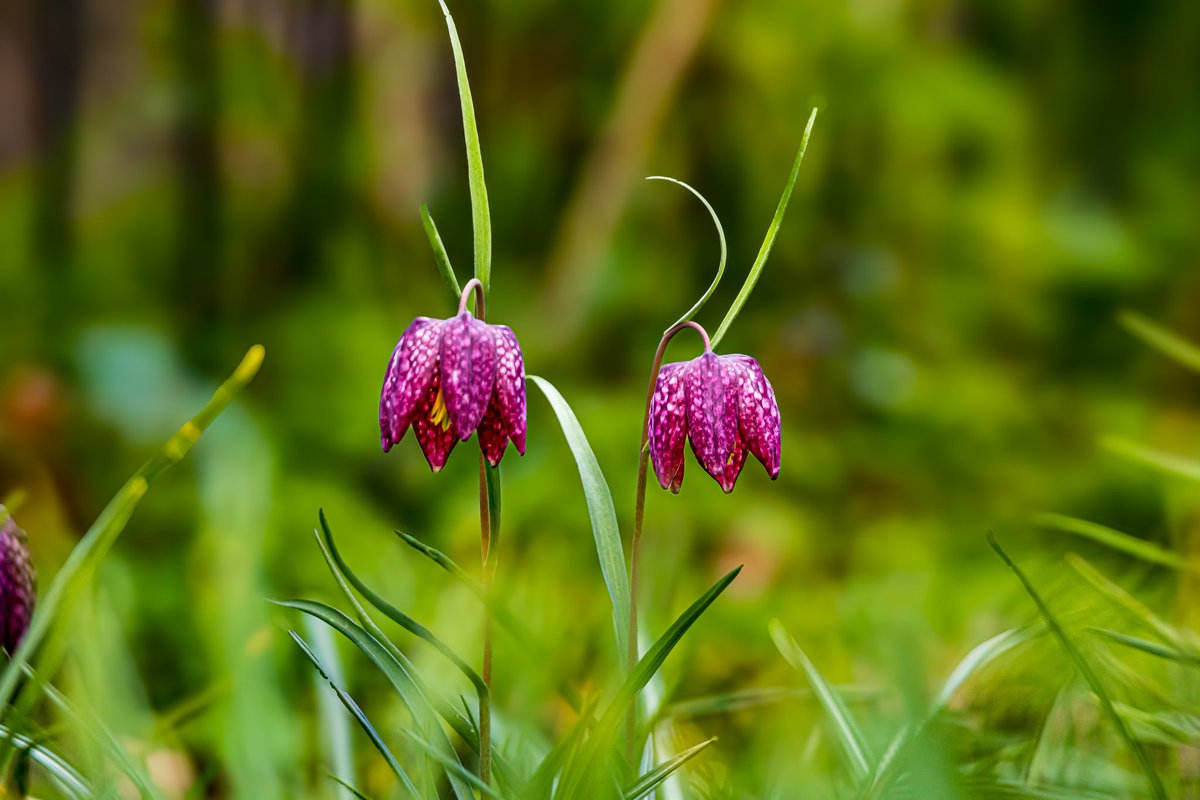 dinobreezy's tweet image. Goodmorning everyone ☕️ Have a beautiful Friday with these Snake's Head or Chess flowers (Fritillaria Meleagris) in Dutch 🇳🇱 Kievitsbloemen 

#GoodMorningX #FridayMotivation #FlowersOnFriday #Kievitsbloemen #Fritillariameleagris #chessflowers #snakeshead #flowers #nature #dehout