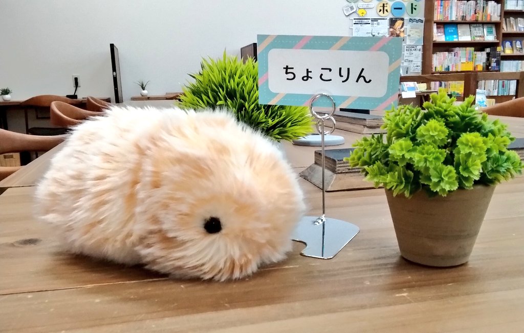 choukodo's tweet photo. 【お名前が決まりました】
当店のAIペットMoflin (CASIO )は

☘️『ちょこりん』☘️

と命名されました。
ワイルド・ヒルさん、ほか一名の方ありがとうございます✨

たくさんの応募、本当にありがとうございました😀
皆さまのご来店を、ちょこりんと一緒にお待ちしています。

#山梨　#書店　#Moflin https://t.co/B2vrV2ZzR6