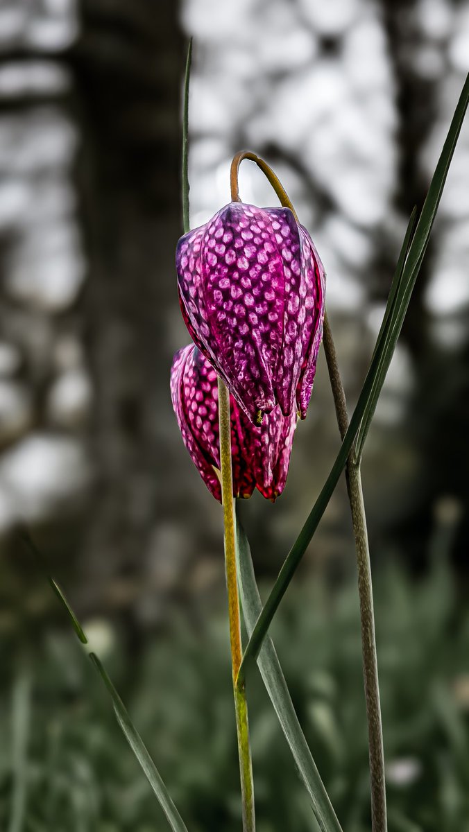 dinobreezy's tweet image. Goodmorning everyone ☕️ Have a beautiful Friday with these Snake's Head or Chess flowers (Fritillaria Meleagris) in Dutch 🇳🇱 Kievitsbloemen 

#GoodMorningX #FridayMotivation #FlowersOnFriday #Kievitsbloemen #Fritillariameleagris #chessflowers #snakeshead #flowers #nature #dehout