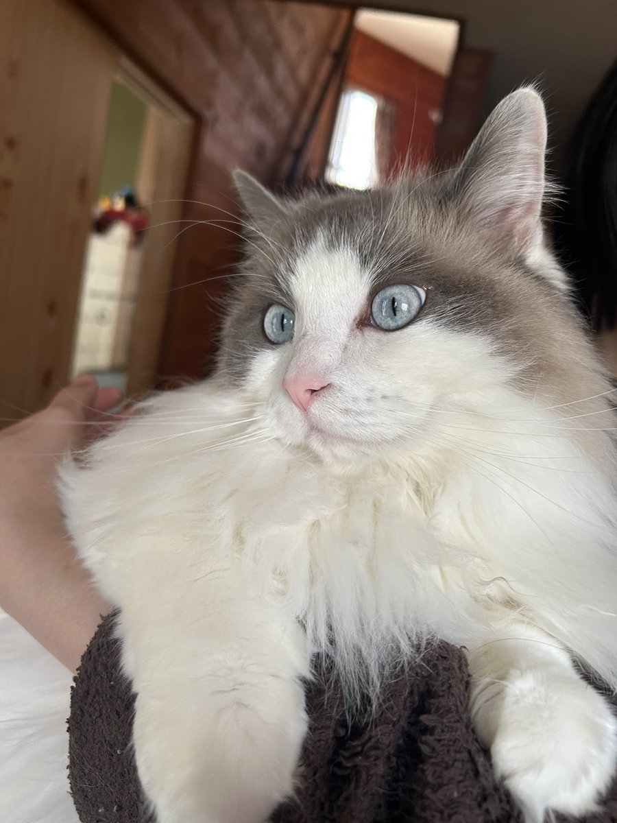 猫狂い人 tweet media