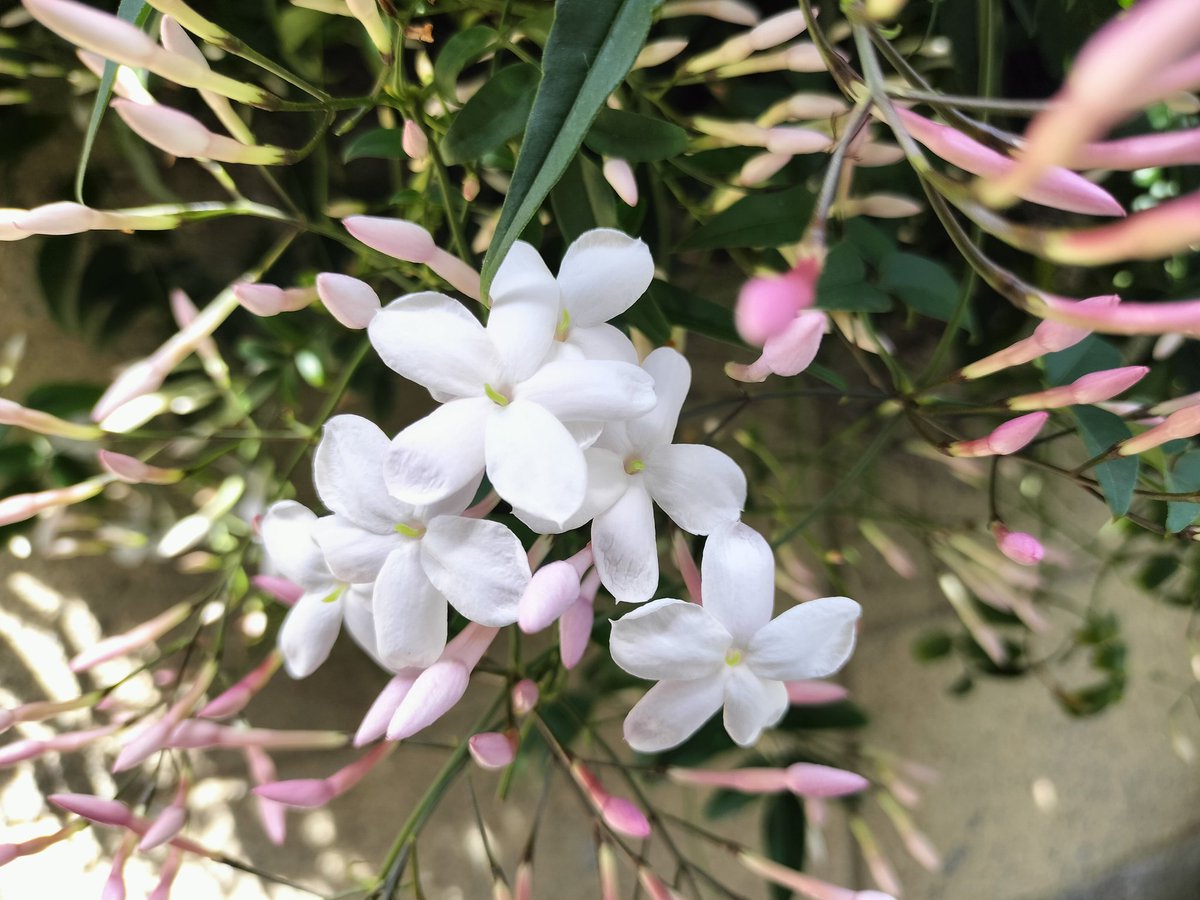 nanako tsuji tweet media