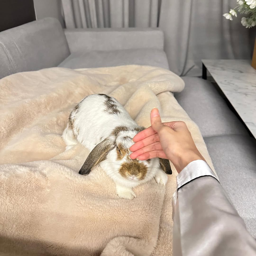 เพนกวิน🤍🐰 tweet media