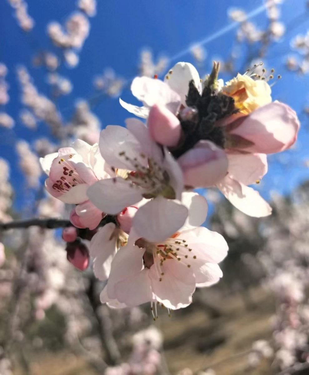 chsshny112001's tweet photo. 人间最美四月天🌸🍃
春风漫拂生暖，满目皆是鲜活生机，
偏爱这一径香软，一抹新绿！ https://t.co/GCYt74rKSU