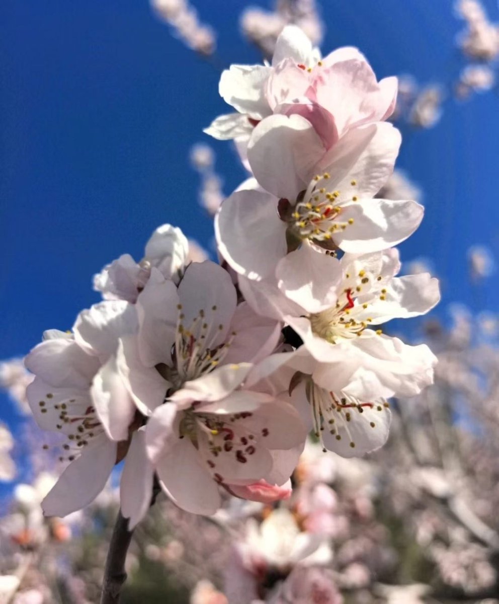 chsshny112001's tweet photo. 人间最美四月天🌸🍃
春风漫拂生暖，满目皆是鲜活生机，
偏爱这一径香软，一抹新绿！ https://t.co/GCYt74rKSU