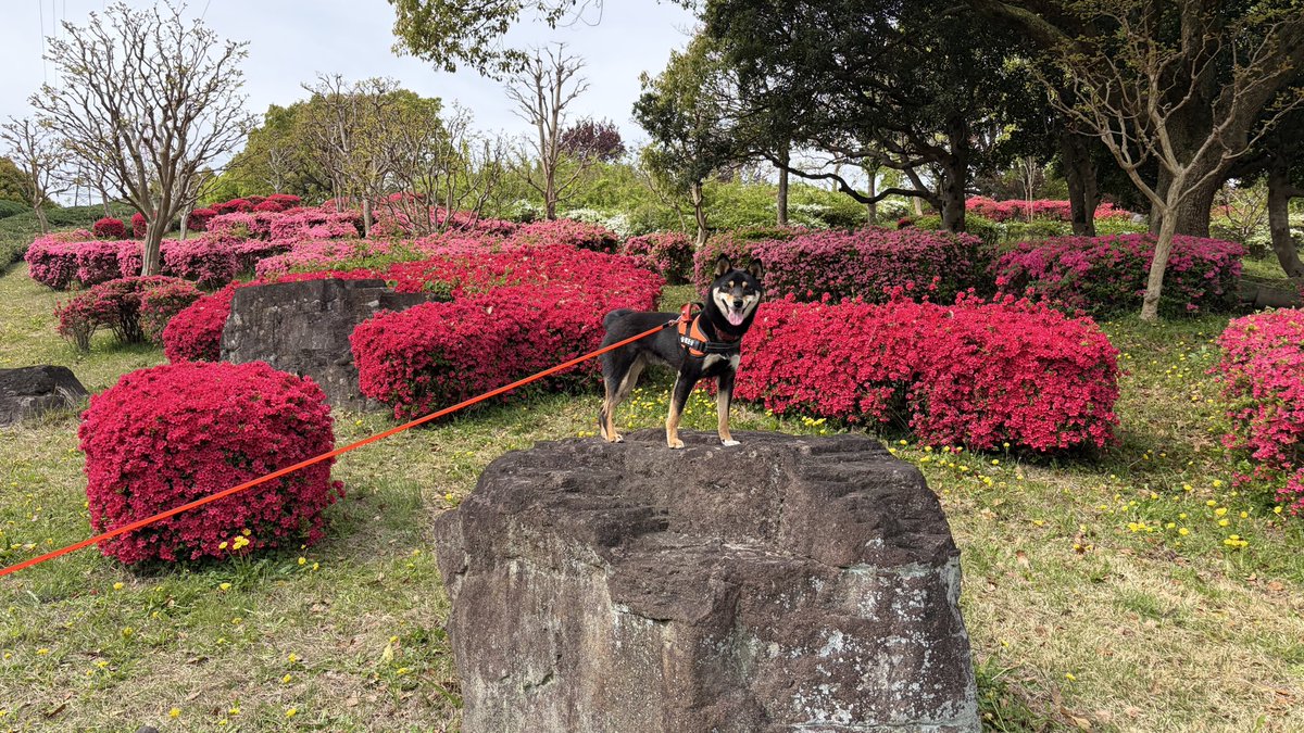 黒柴　岳、黒豆 tweet media