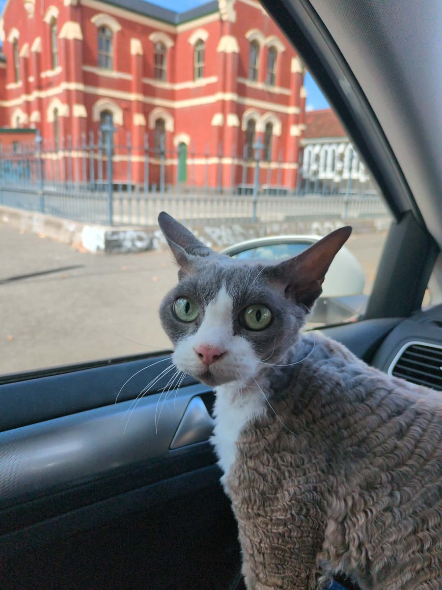 We let him out of the carrier for a bit.