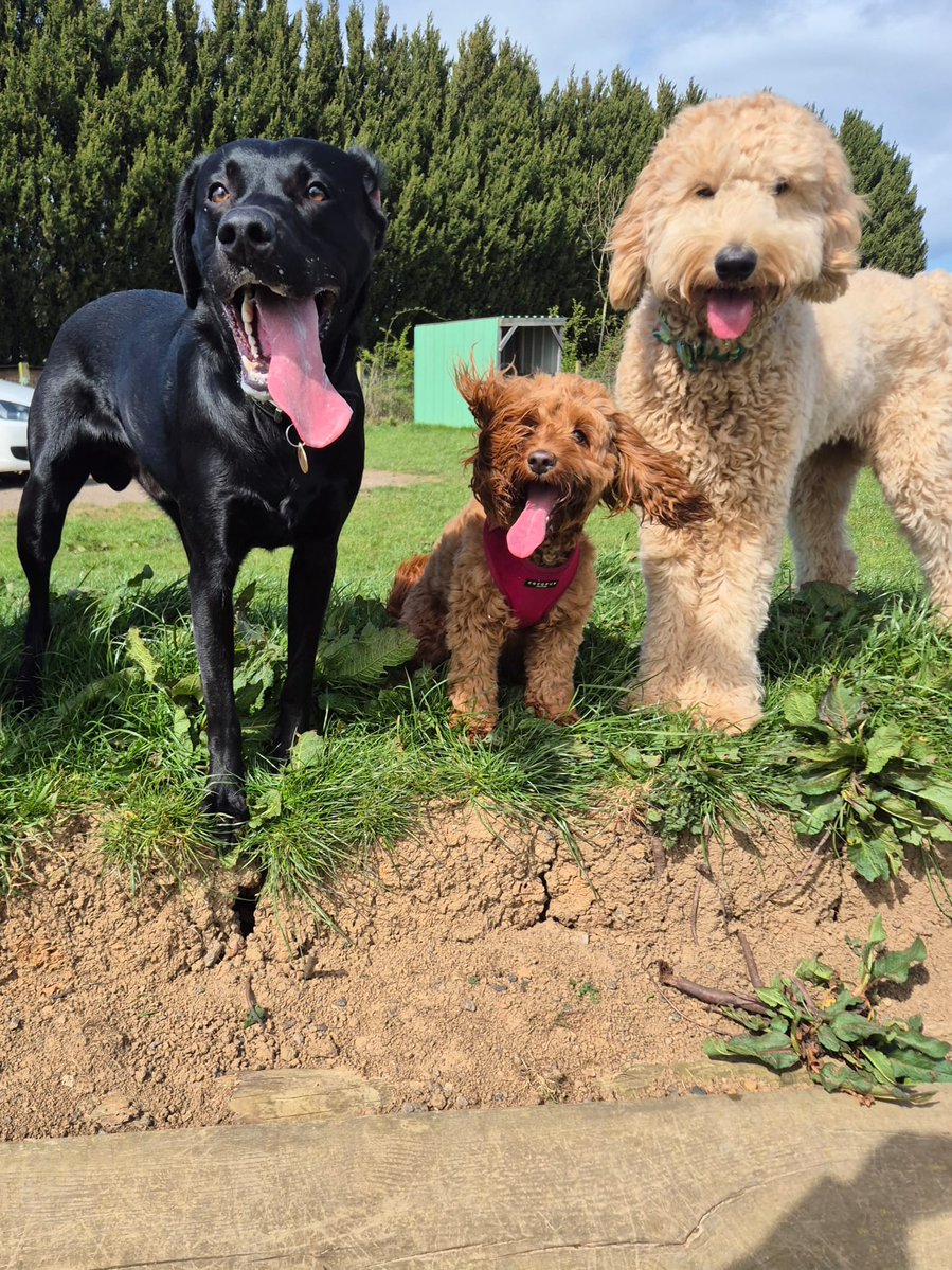 francewitch's tweet image. GOOD MORNING EVERYONE!!!  Here's Arthur and chums, posing up a storm.  I hope you are feeling ok today, and have the strength to face it. Arthur keeps me semi-sane 😉.  #dogsoftwitter #labrador @DogOwnersGlobal #blacklab @dogcelebration