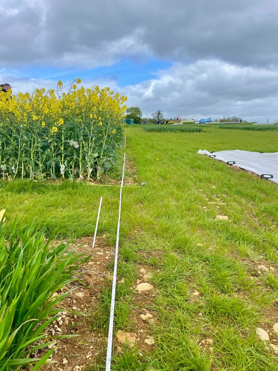 EventsWithJBE's tweet image. We had a great day catching up with clients at the @CerealsEvent plot day hosted on the @HORSCHUK stand at @DiddlySquatFarm. The site is looking good, and it's shaping up to be a positive event in June 👌.

#CerealsEvent2026 #EventsProfs #UKFarming #UKEvents #ClarksonsFarm