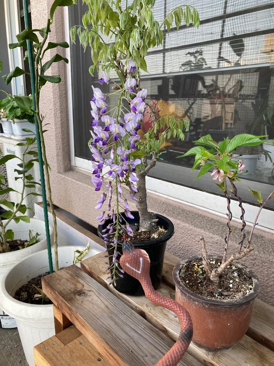 ベランダで藤の花が満開です。
3年前と比べるとだいぶ立派になりました。