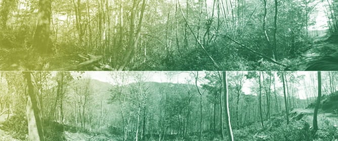 Conservation MDPI tweet media