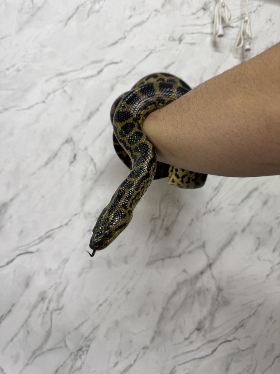 【新着情報】

･ハイブリッドアナコンダF3

大蛇好き必見🔥🐍

ベタ慣れハイブリアナコンダ入荷です🔥
世界最大級を誇るオオアナコンダとイエローアナコンダのハイブリッド個体となります
気になる方は是非店頭へ🙇‍♂️

#爬虫類専門店growing 
#イエローアナコンダ
#アナコンダ
#ハイブリッドアナコンダ