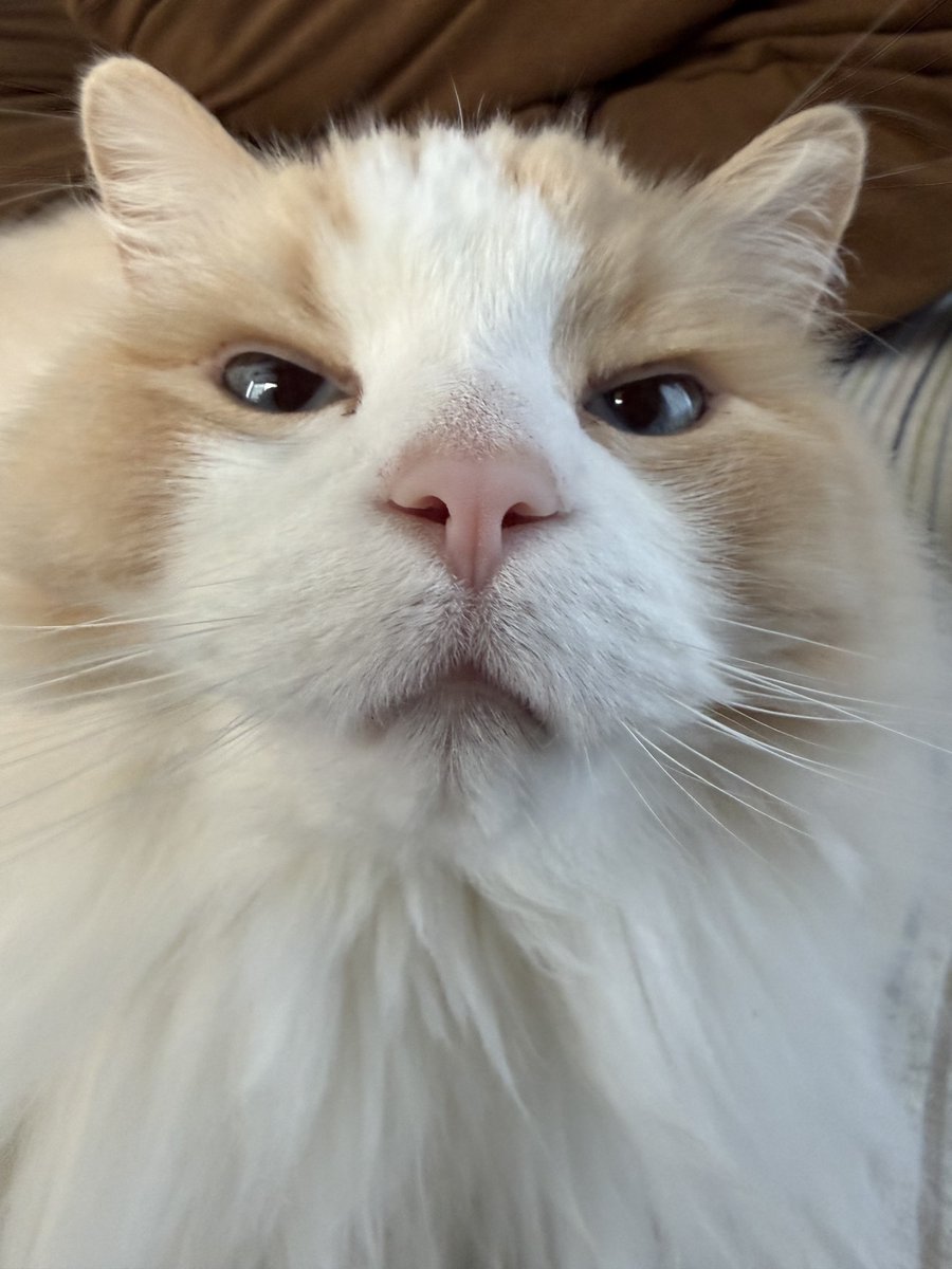 るいにゃ tweet media