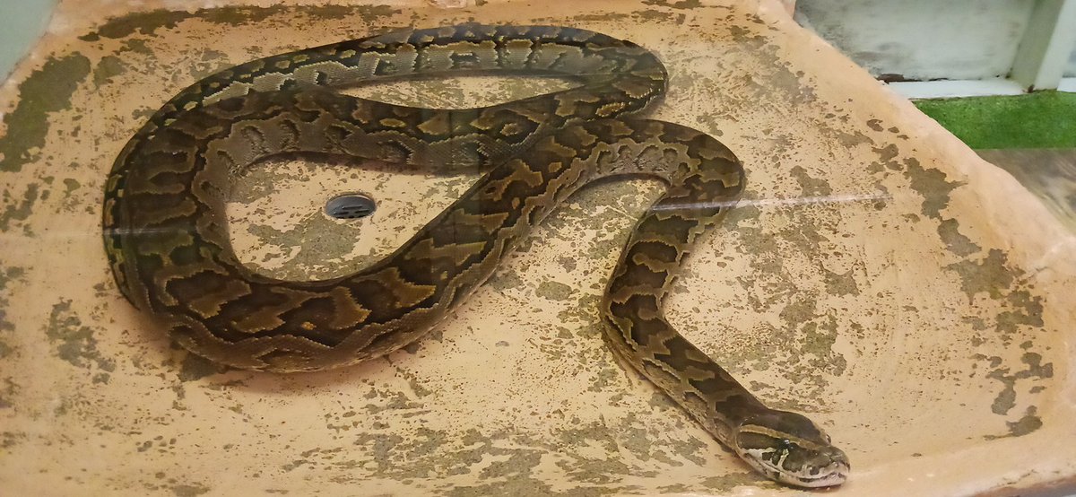 野生児課長 tweet media