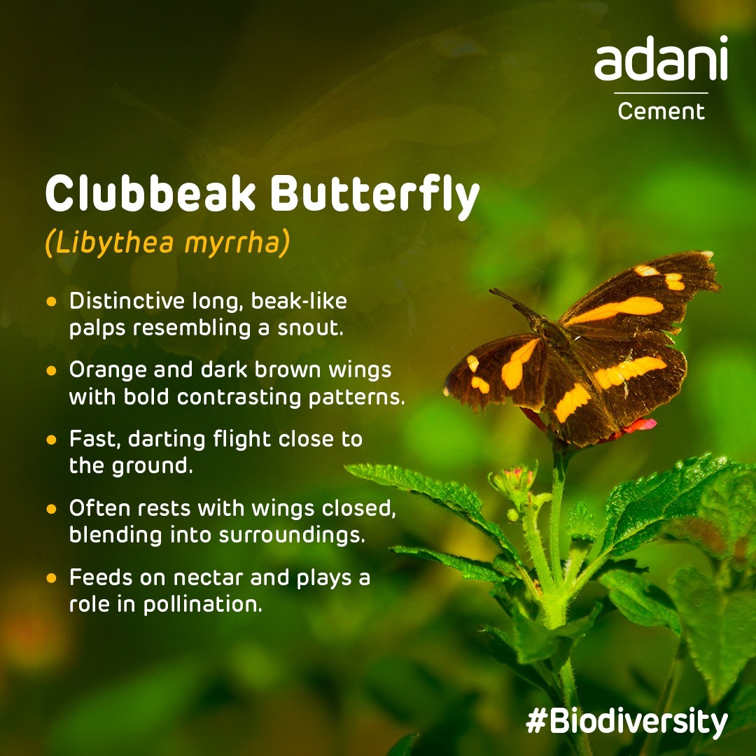 ACCLimited's tweet image. Spotting the Clubbeak Butterfly near Gagal Cement Plant reminds us how nature thrives alongside us. At Adani Cement, we’re committed to protecting biodiversity and supporting a balanced ecosystem. 

#ThisIsAdaniCement #Biodiversity #ESG