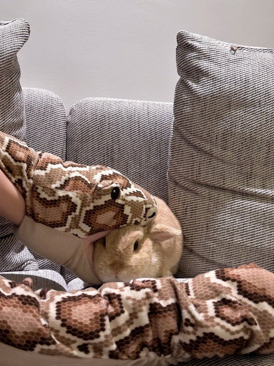 Why you should have a rabbit tweet media