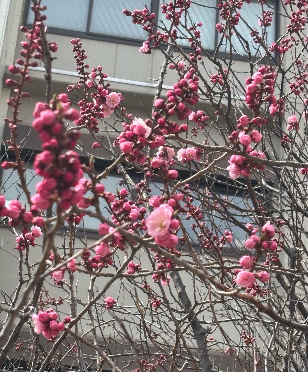 🤍❄️久保田絢香🐰るなしー🀄️🌹 tweet media