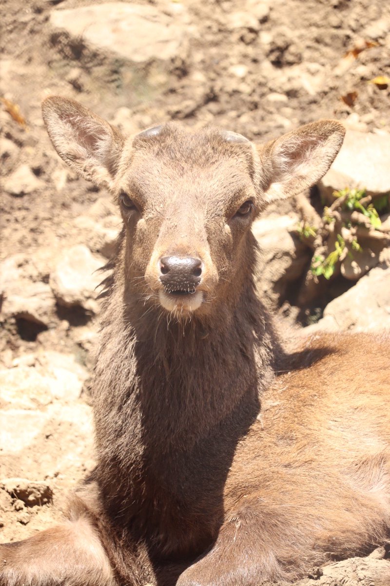 窪田 ゆうこ tweet media