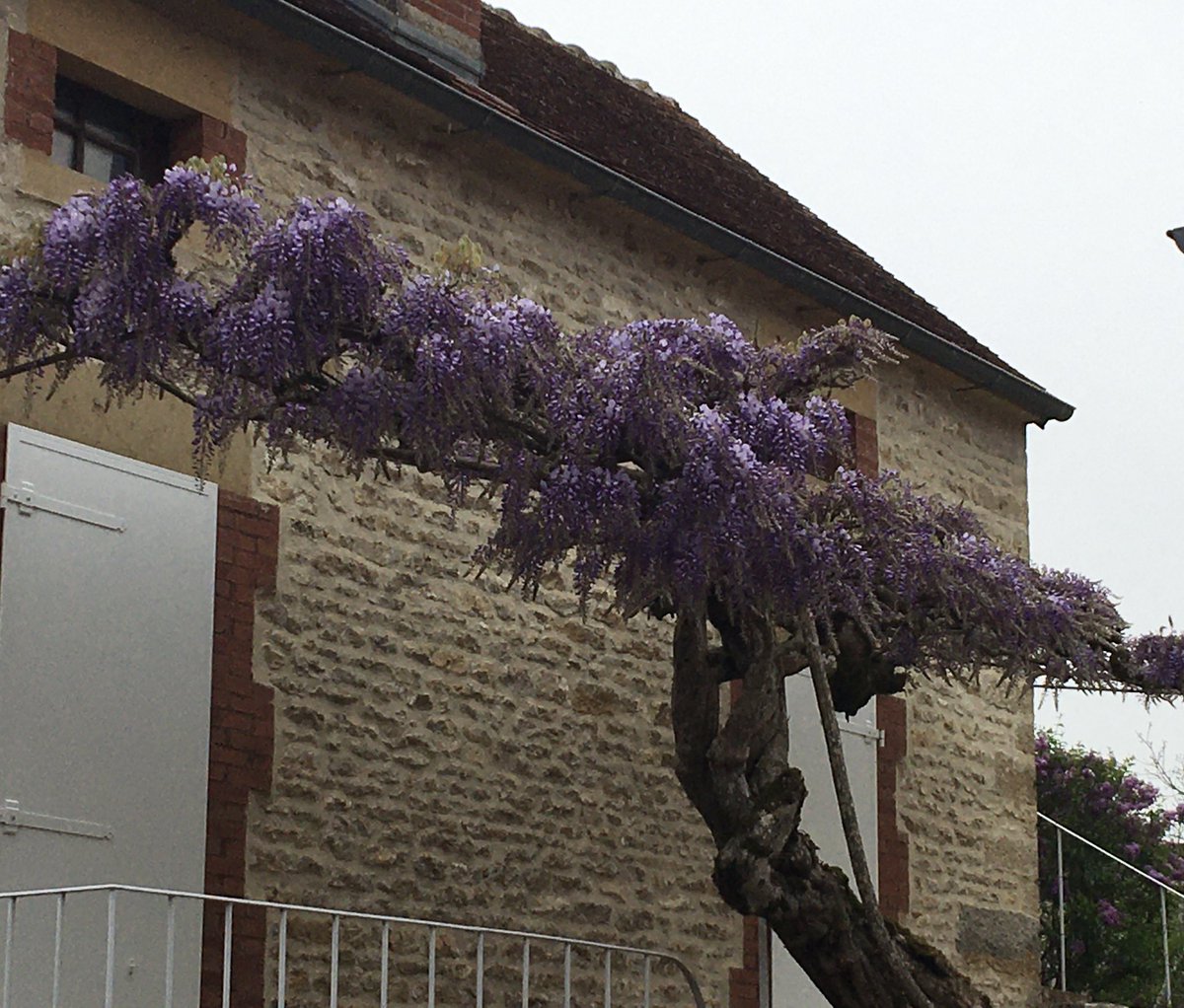 catherine_ccj's tweet image. Cette année, ici, les glycines n’ont pas ou quasi pas de fleurs… 
Les nuits et petits matins de froid intense en ont eu raison.
L’exubérante, foisonnante de chaque printemps (17/04/25-photos2-3)n’a rien donné 
#RegionBourgogneFrancheComté #Yonne #printemps #glycine