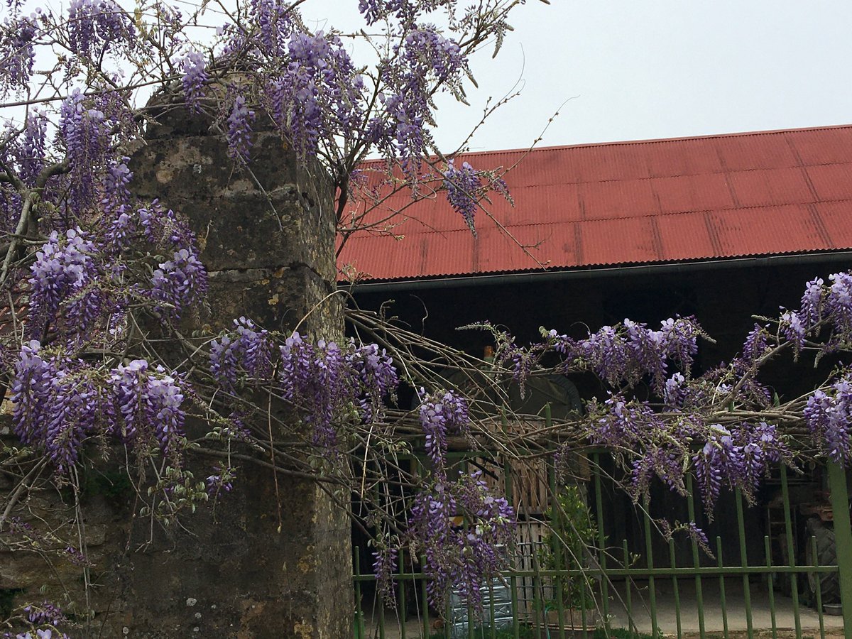 catherine_ccj's tweet image. Cette année, ici, les glycines n’ont pas ou quasi pas de fleurs… 
Les nuits et petits matins de froid intense en ont eu raison.
L’exubérante, foisonnante de chaque printemps (17/04/25-photos2-3)n’a rien donné 
#RegionBourgogneFrancheComté #Yonne #printemps #glycine